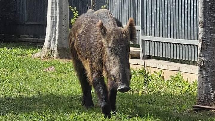 חזיר בר מסתובב ביבנה