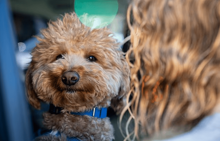 הכלב ג'ט בלו, שמצא בית חם ואוהב (צילום: Las Vegas Metropolitan Police Department) הכלב ג'ט בלו, שמצא בית חם ואוהב