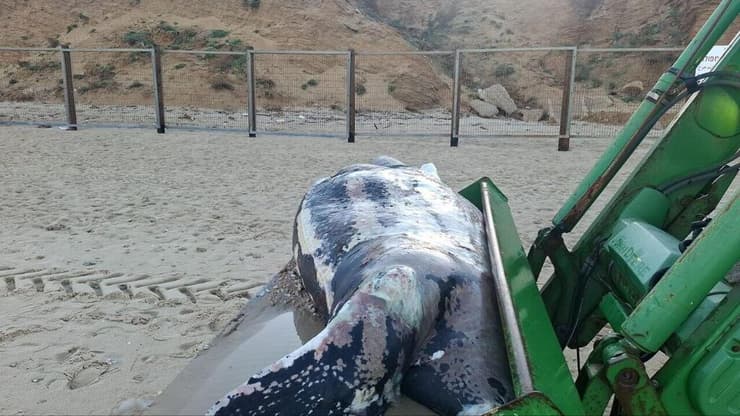 הצב הסתבך בציוד של דייגים