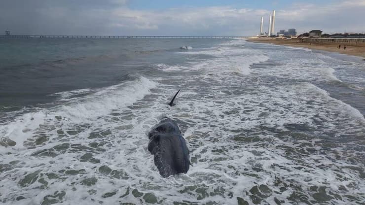 לווייתן ראשתן מת בחוף זיקים (צילום: אמיתי זיו) לווייתן ראשתן מת בחוף זיקים
