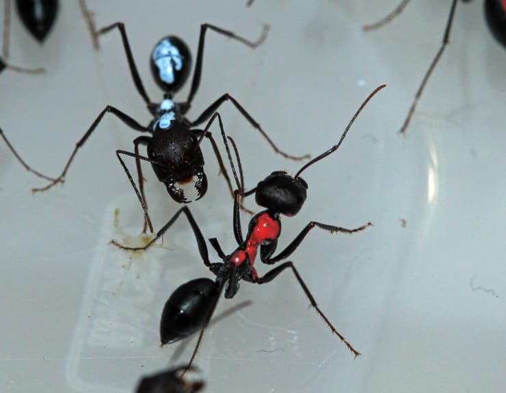 מפגש בין נמלים ממין נווטת שחורה, שהגיעו מקינים שונים