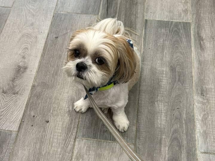 הוחזר לבעלים. הכלב טדי