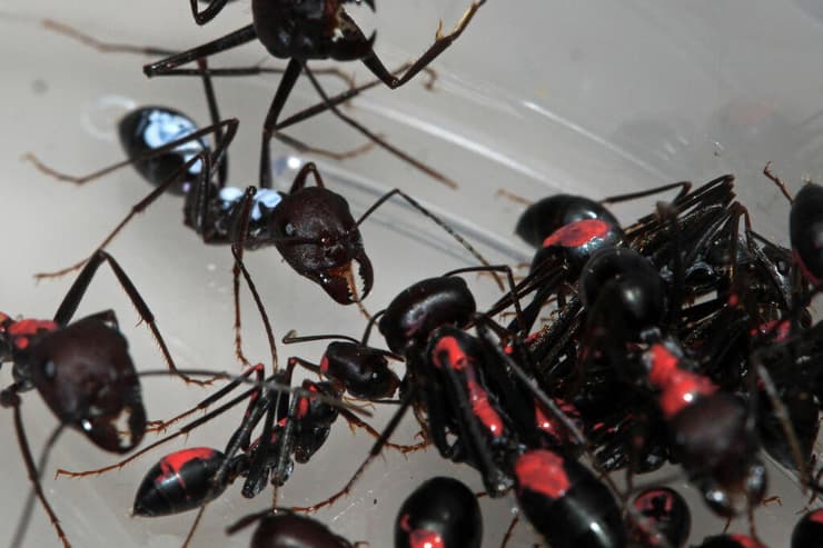 אינטרקאציה בין נמלים ממין נווטת שחורה, שהגיעו מקינים שונים