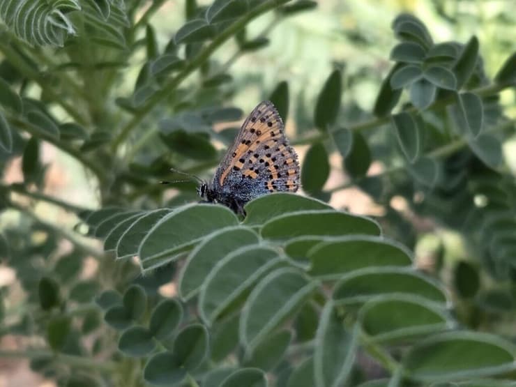 צמריר קדד (צילום: נורית היבשר, קק"ל) צמריר קדד