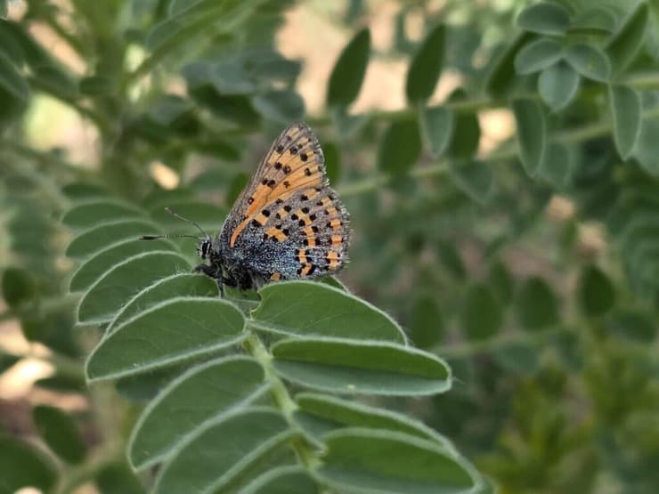 צמריר קדד (צילום: נורית היבשר, קק"ל) צמריר קדד