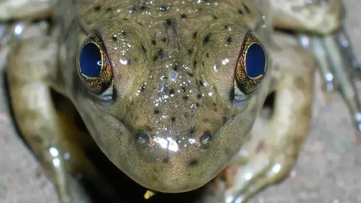 "עין הקודקוד" במרכז ראשה של צפרדע שור אמריקנית (Lithobates catesbeianus), הנראית כנקודה קטנה בצבע כחול בהיר בין העיניים הרגילות (צילום: TheAlphaWolf/Wikimedia Commons) "עין הקודקוד" במרכז ראשה של צפרדע שור אמריקנית (Lithobates catesbeianus), הנראית כנקודה קטנה בצבע כחול בהיר בין העיניים הרגילות