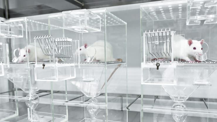 עכבר, עכברים, עכבר מעבדה, עכברי מעבדה