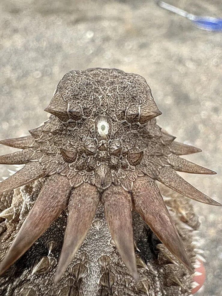 "עין הקודקוד" על ראשה של איגואנית מקרינה מלכותית (Phrynosoma solare), כשעיניה הרגילות לא נראות מכיוון שצולמה מאחור (צילום: Bruno Frías Morales/iNaturalist/Creative Commons) "עין הקודקוד" על ראשה של איגואנית מקרינה מלכותית (Phrynosoma solare), כשעיניה הרגילות לא נראות מכיוון שצולמה מאחור