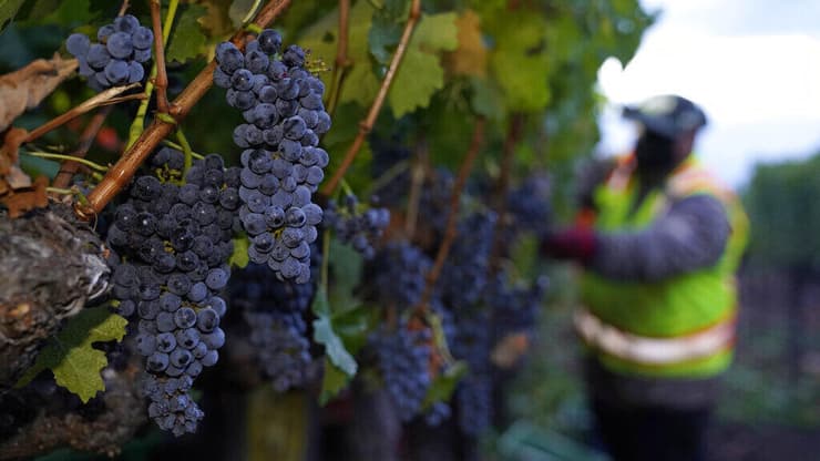 בציר ענבים בנאפה וואלי