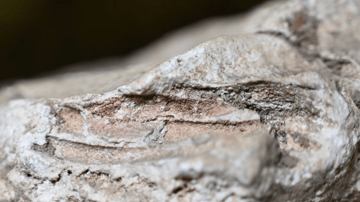 מעטפת הגבס של קבורת תינוק ביורק, עם עקבות צבע ורדרד-סגול ועיטורי זהב