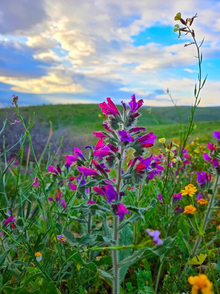 עכנאי יהודה