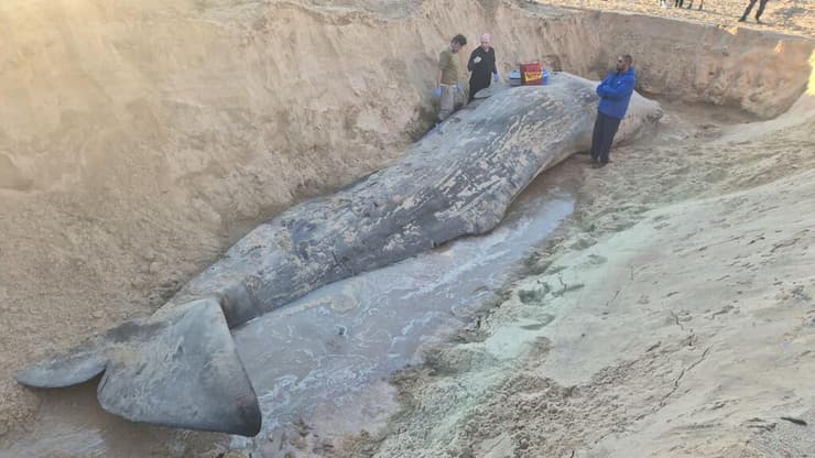 הפגר של הראשתן נקבר בחוף (צילום: אביתר בן אבי, רשות הטבע והגנים) הפגר של הראשתן נקבר בחוף