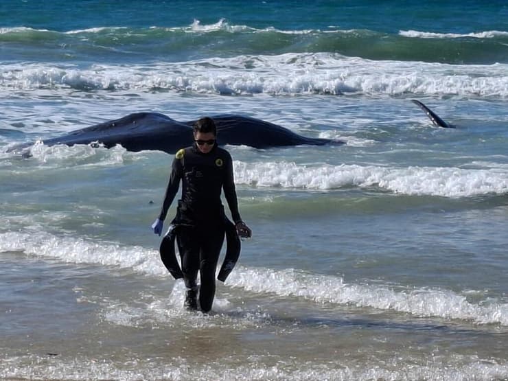 יאלי מבורך ופגר הראשתן בזיקים (צילום: ענת בכר) יאלי מבורך ופגר הראשתן בזיקים