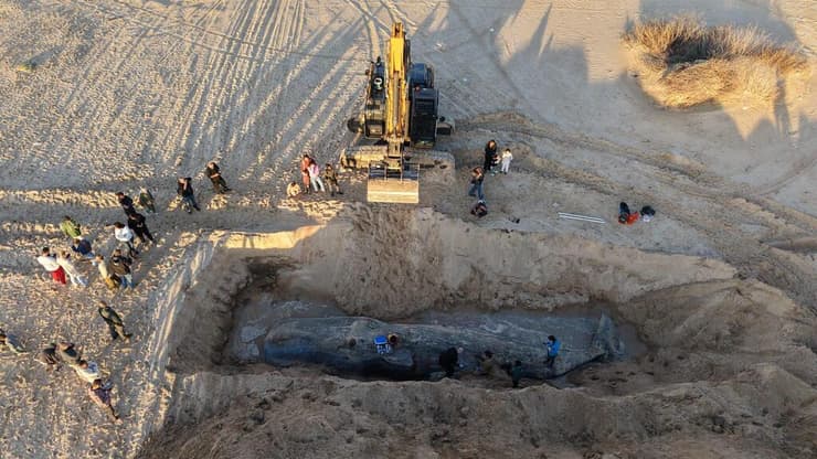 פגר הראשתן נקבר בחול בחוף זיקים (צילום: אמנון זיו, קב"ט מ.א חוף אשקלון) פגר הראשתן נקבר בחול בחוף זיקים