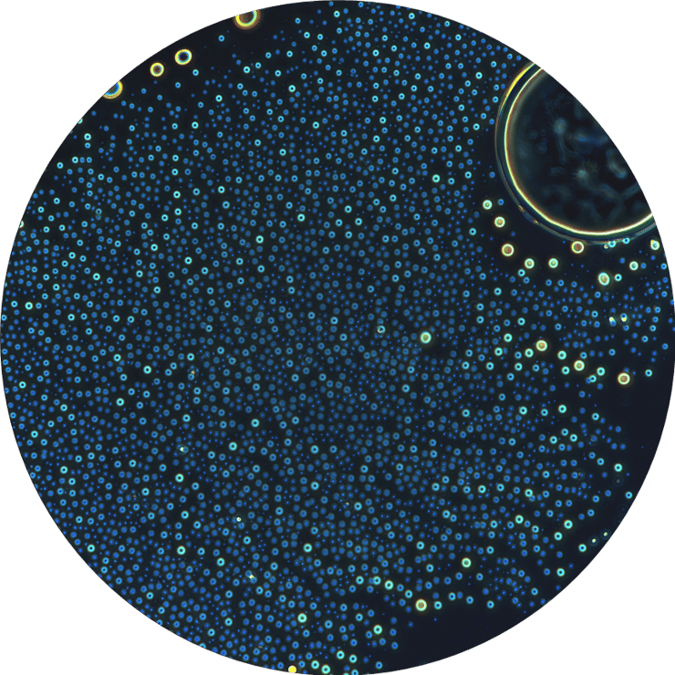 התארגנות עצמית של מולקולות דמויות פפטידים למבנים דמויי תאים 