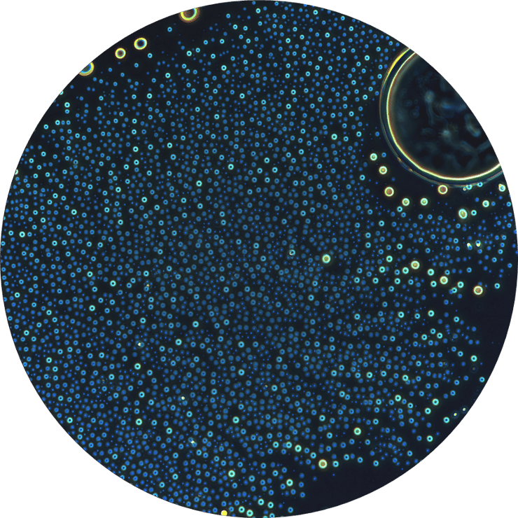 התארגנות עצמית של מולקולות דמויות פפטידים למבנים דמויי תאים 