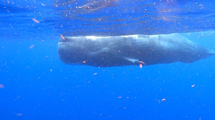 ראשתן בדומיניקה (צילום: יאלי מבורך) ראשתן בדומיניקה