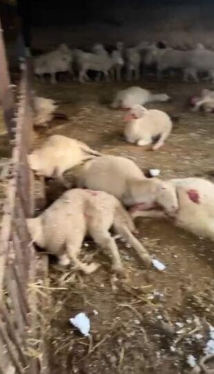 כבשים שנפגעו מנפילת רסיס (צילום: דוברות המשטרה) כבשים שנפגעו מנפילת רסיס