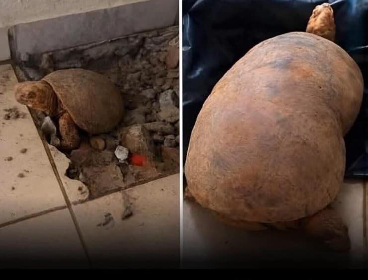 הצב ממין צהוב-רגליים, לפני ואחרי חילוצו בברזיל (צילום: מתוך אינסטגרם) הצב ממין צהוב-רגליים, לפני ואחרי חילוצו בברזיל