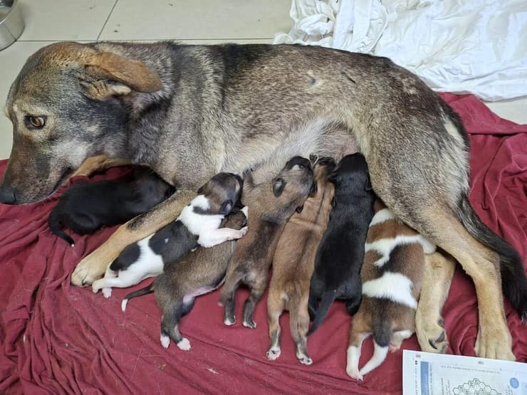 גורים יונקים מאימם במרכז הרפואי לחיות שברמת גן