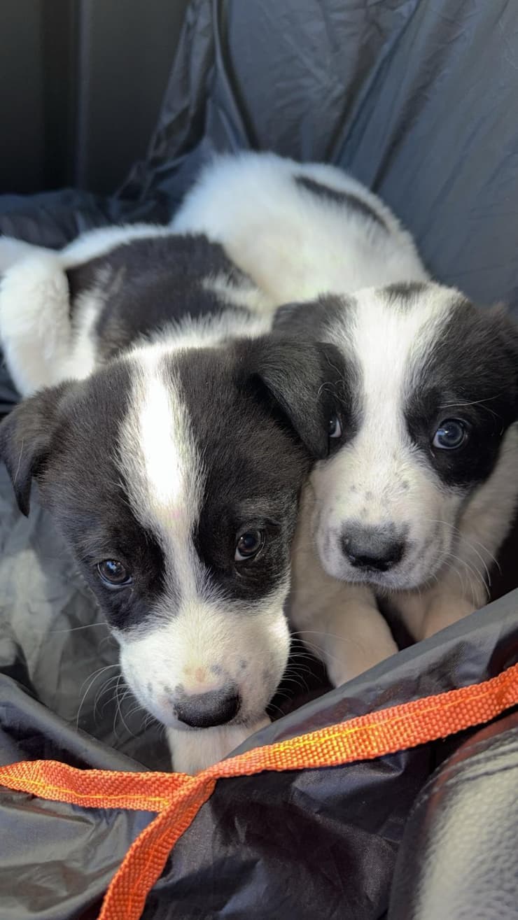 שניים מגוריהן של סנטנה ובריטני בבית האומנה