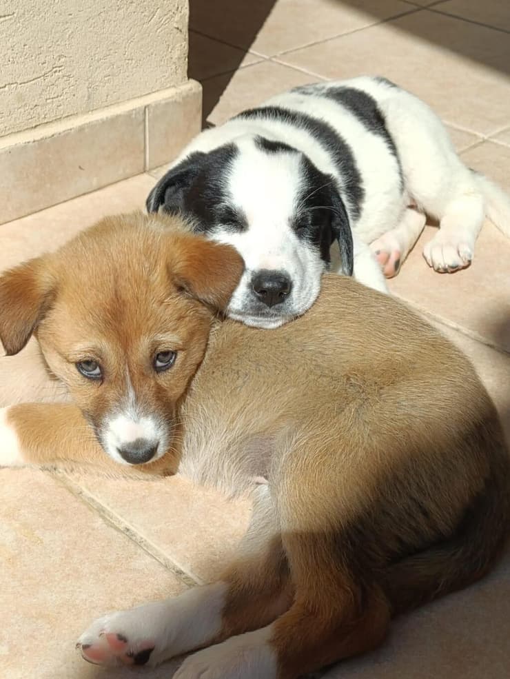 חלק מהגורים של שתי האימהות (סנטנה ובריטני) בבית האומנה