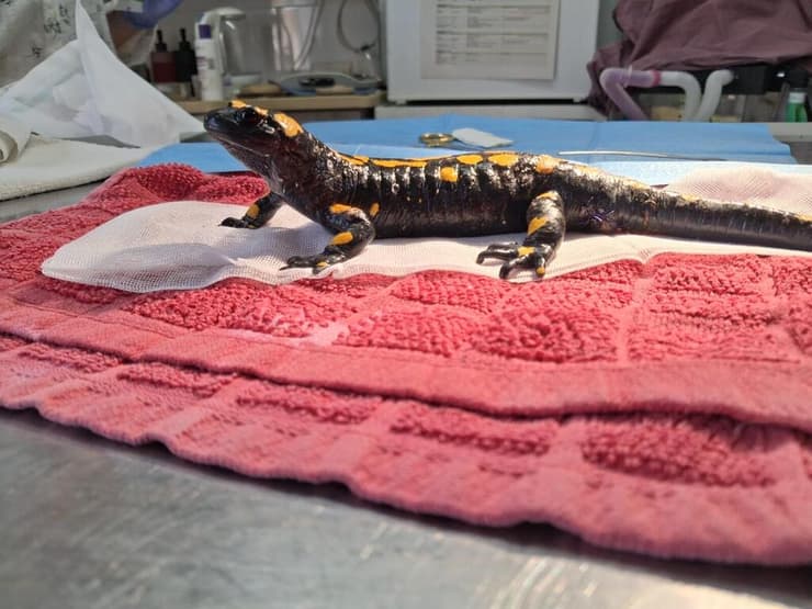 טיפול צמוד מהמטפלת הראשית. הסלמנדרה הפצועה