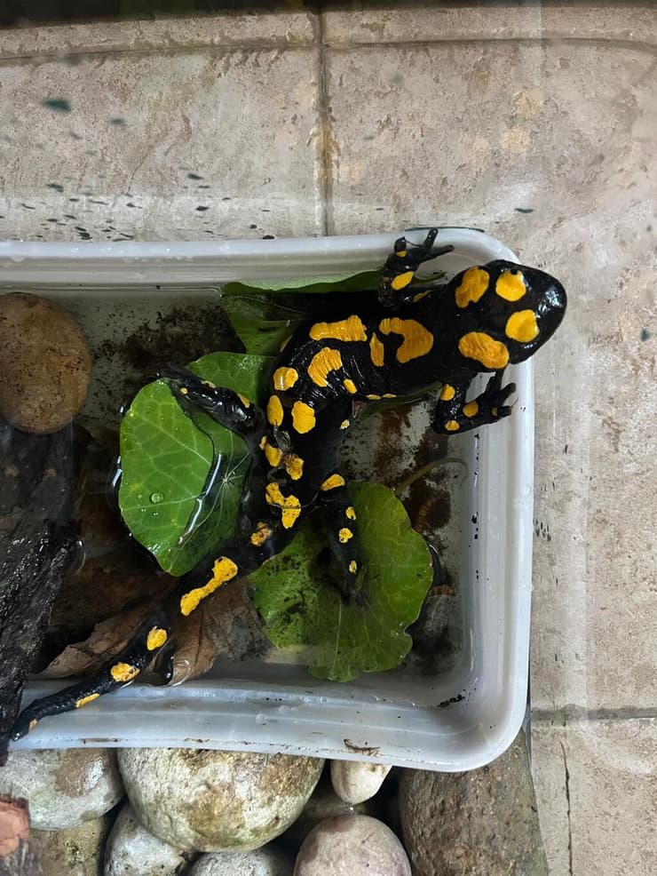  הסלמנדרה הפצועה