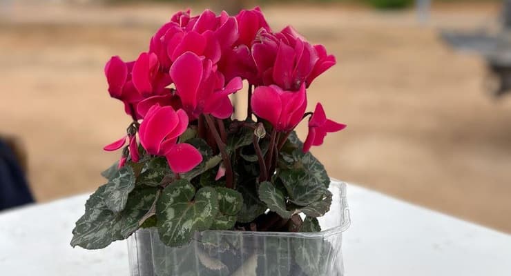 השביליסטים - למדור על הספה