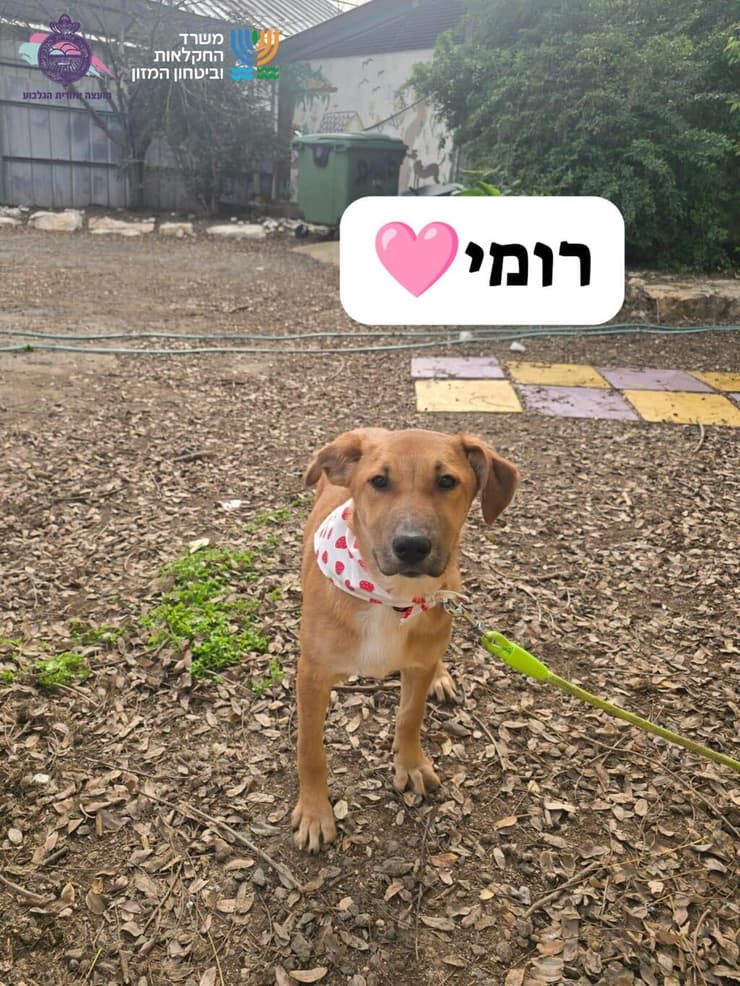 רומי