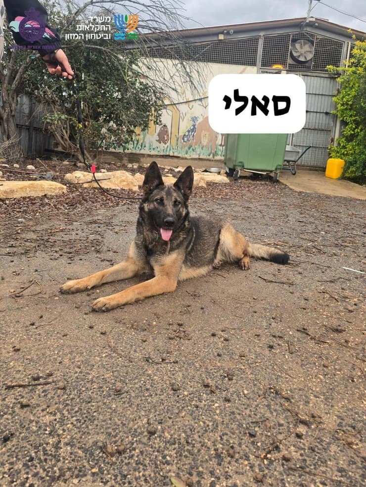 סאלי