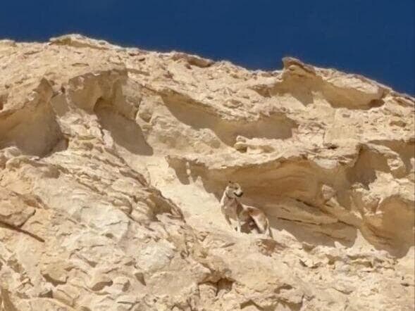 הכלב דייוגו על המצוק