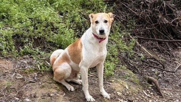 המודעה על היעלמותו של דייוגו