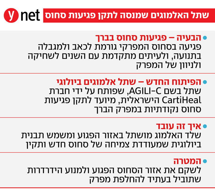 אינפו שתל אלמוגים לברכיים