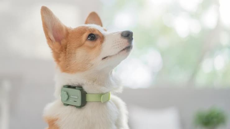 PetPhone של חברת גלוקל-מי (GlocalMe) 