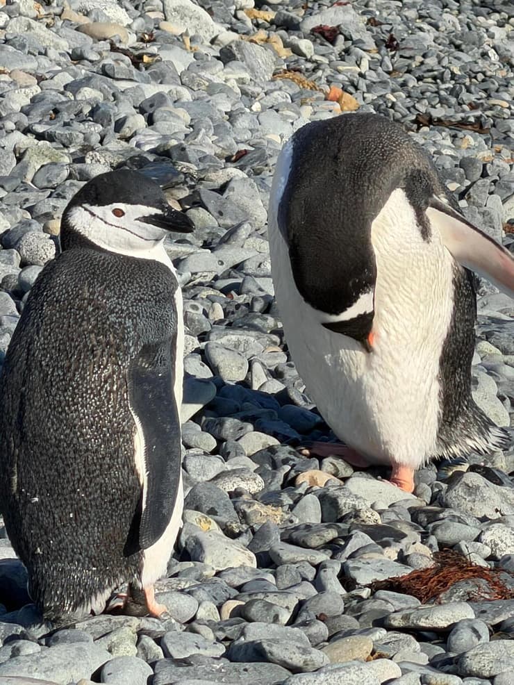 פינגווינים שהגיעו לצפות באירוע פינגווינים שהגיעו לצפות באירוע
