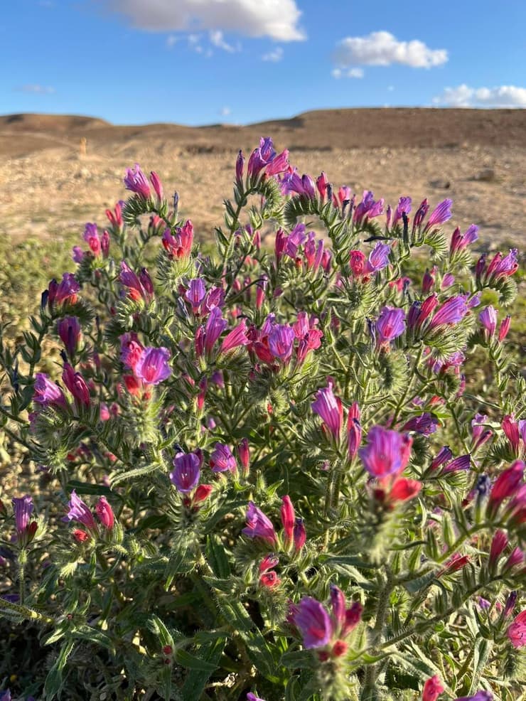 פריחה במדבר (צילום: עכנאי יהודה) פריחה במדבר