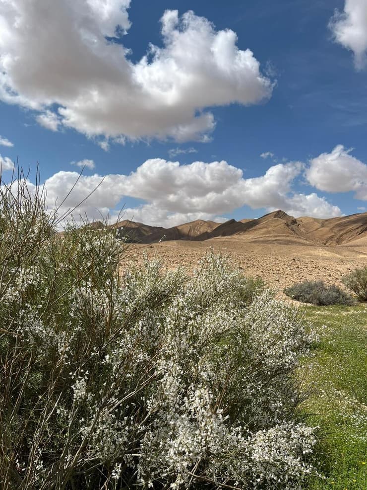 רותם המדבר (צילום: ג׳מיל אטרש, רשות הטבע והגנים) רותם המדבר