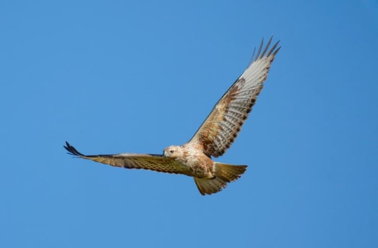 עקב עיטי בפארק אריאל שרון