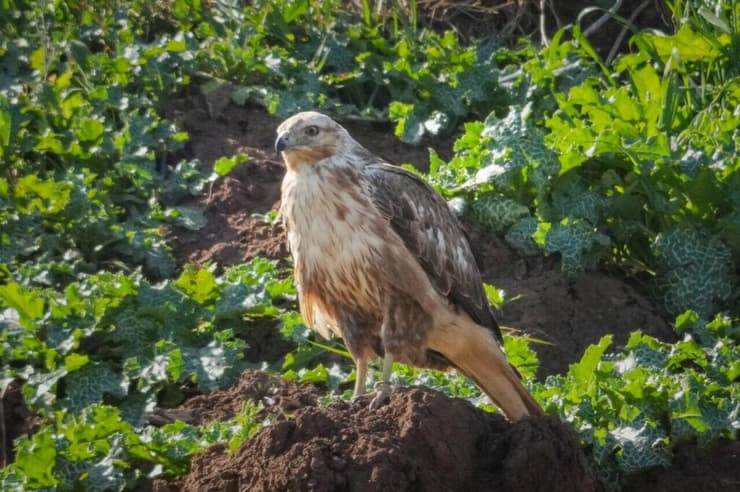 עקב עיטי בפארק אריאל שרון