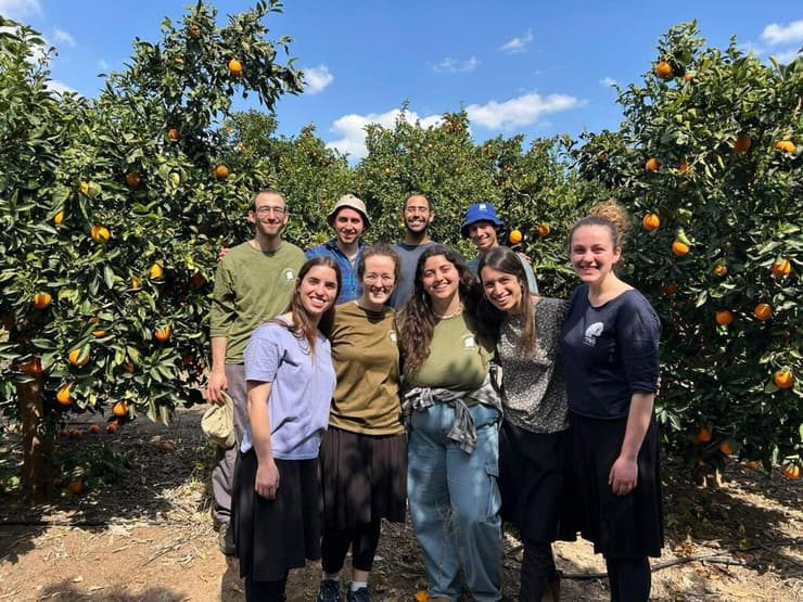ילדים מסייעים לחקלאים בזמן מבצע "שאגת הארי"