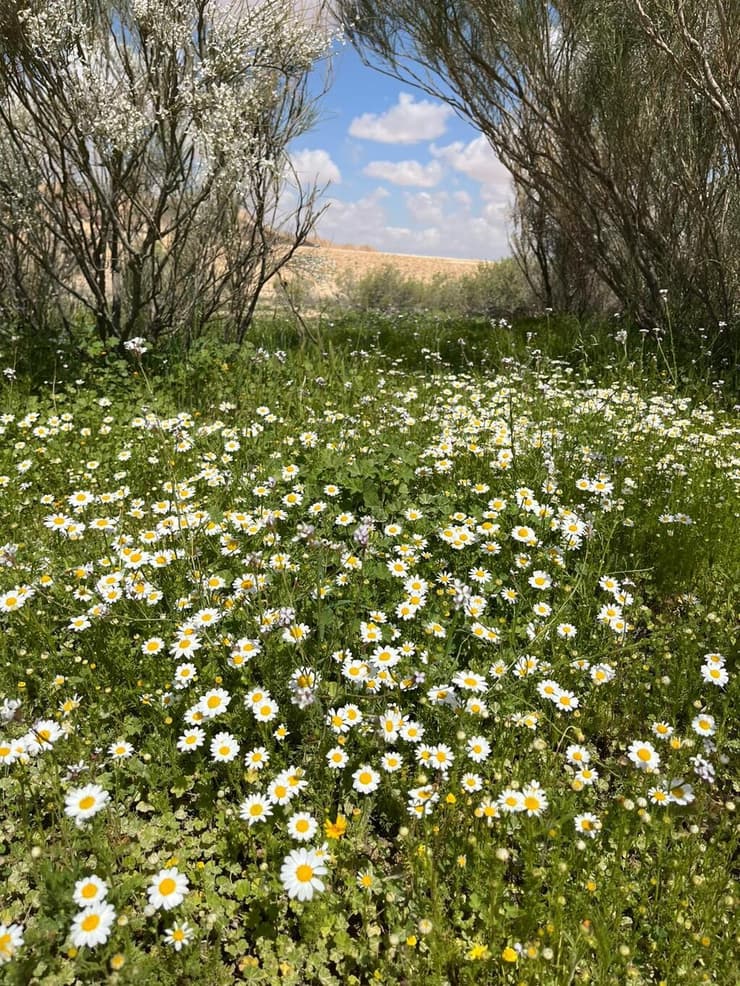 קחוון, צולם בנחל ליד נחל מדור (צילום: ג׳מיל אטרש, רשות הטבע והגנים) קחוון, צולם בנחל ליד נחל מדור