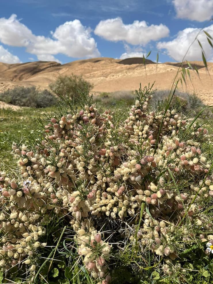 פריחה בשמורת המכתש הגדול (צילום: ג׳מיל אטרש, רשות הטבע והגנים) רותם המדבר, שמורת המכתש הגדול