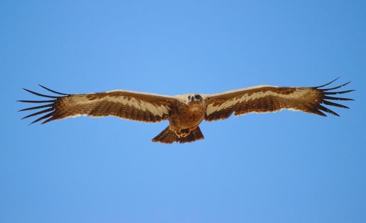 עיט ערבות בשמי אילת