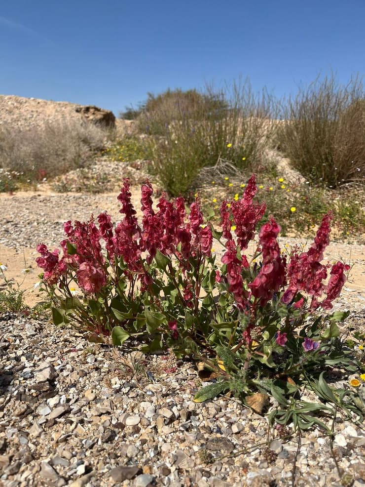 חומעה ורודה ליד גבעת חצבה (צילום: ג׳מיל אטרש, רשות הטבע והגנים) חומעה ורודה ליד גבעת חצבה