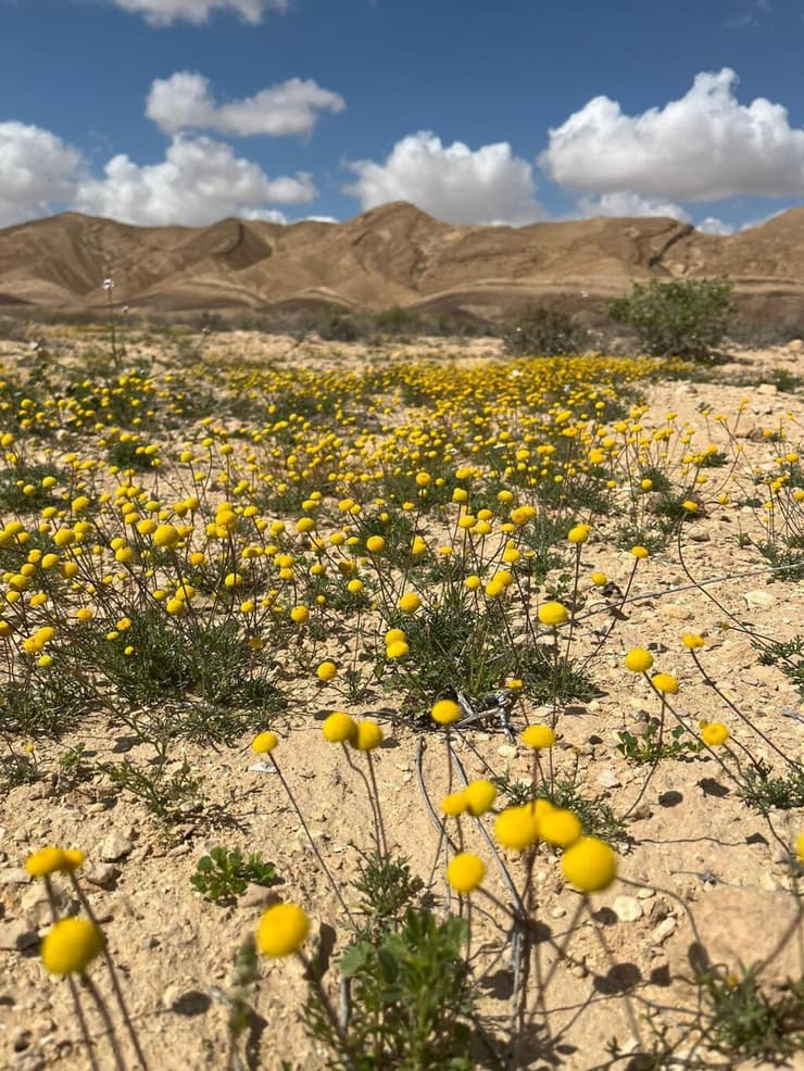 אהרונסונית פקטורובסקי, ליד נחל צין (צילום: ג׳מיל אטרש, רשות הטבע והגנים) אהרונסונית פקטורובסקי, ליד נחל צין