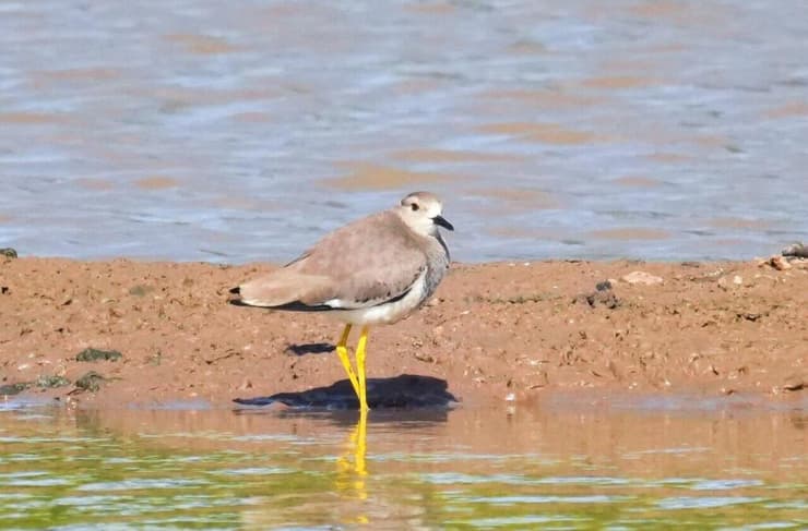 קיווית לבנת-זנב בפארק אריאל שרון