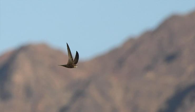 סיס חיוור בשמי אילת