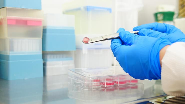 רקמה מודפסת עם תאים חיים שגדלים באנקובטור