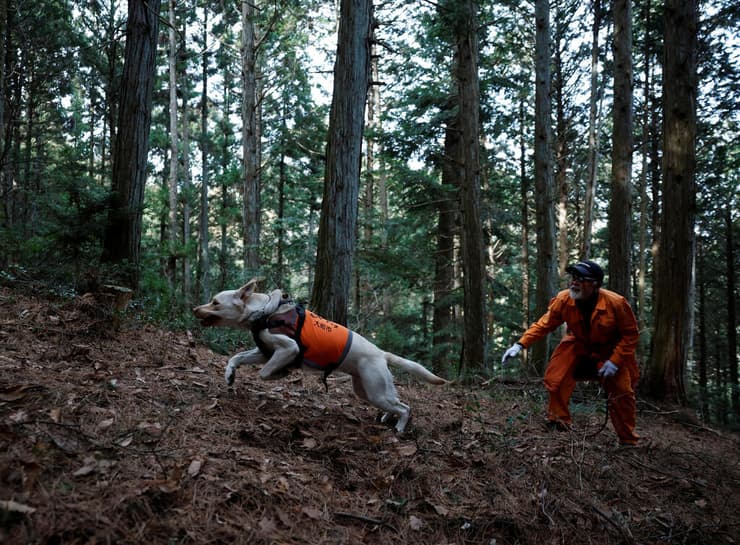 מאלף יפני מאמן את כלבו לרדוף אחרי קופי מקוק יפניים, על מנת לגרש אותם מאזורי גידולים חקלאיים (צילום: Kim Kyung-Hoon/Reuters) מאלף יפני מאמן את כלבו לרדוף אחרי קופי מקוק יפניים, על מנת לגרש אותם מאזורי גידולים חקלאיים